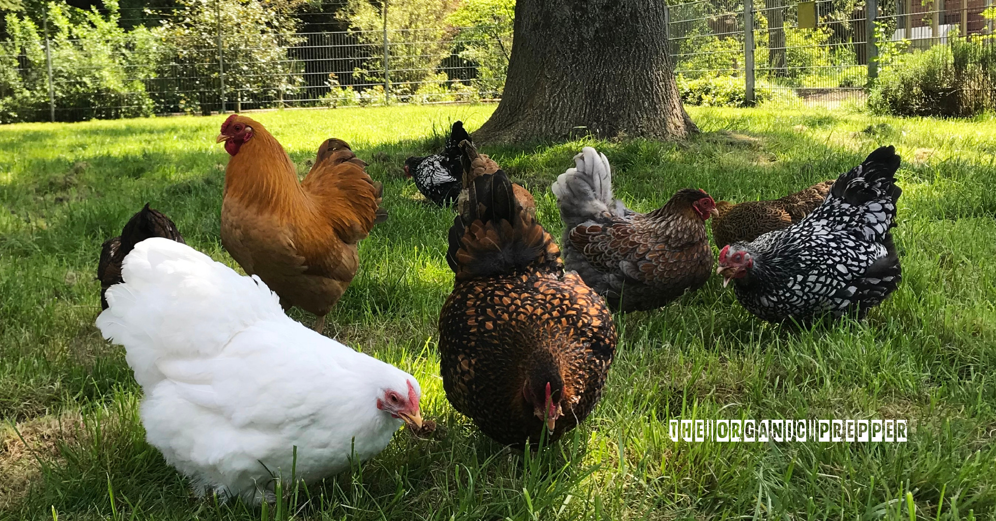 The 5 Best Chicken Breeds for Your Homestead The Organic Prepper