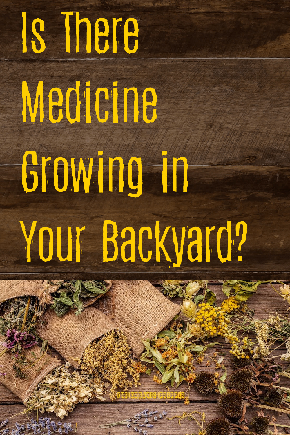 Is There Medicine Growing in Your Backyard?