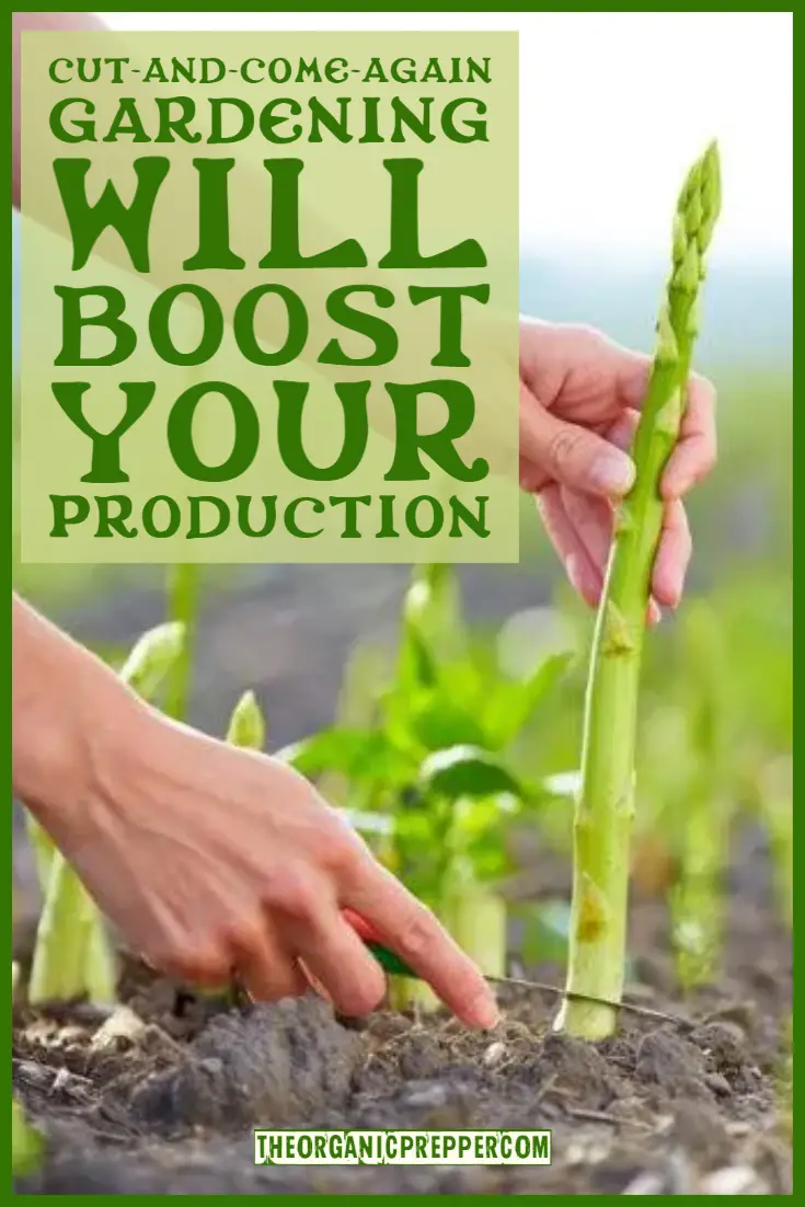 Cut-And-Come-Again Gardening Will Boost Your Production