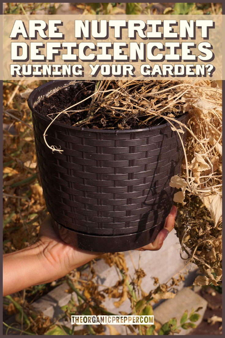 Are Nutrient Deficiencies Ruining Your Garden?