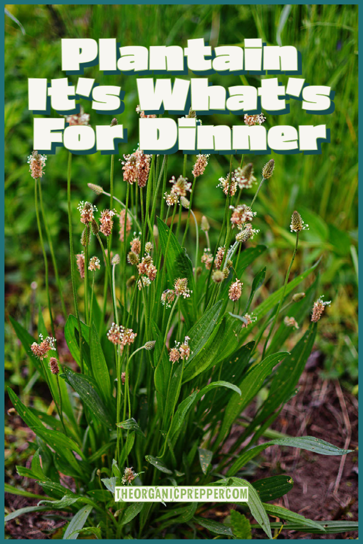 Plantain - It's What's For Dinner