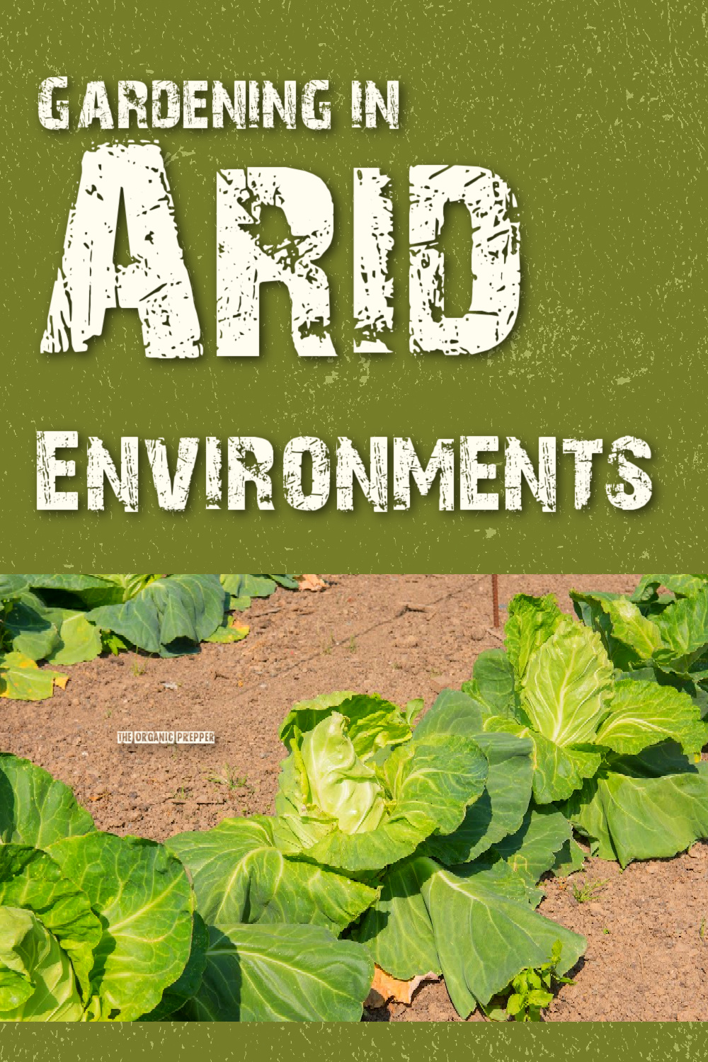Gardening in Arid Environments - The Organic Prepper