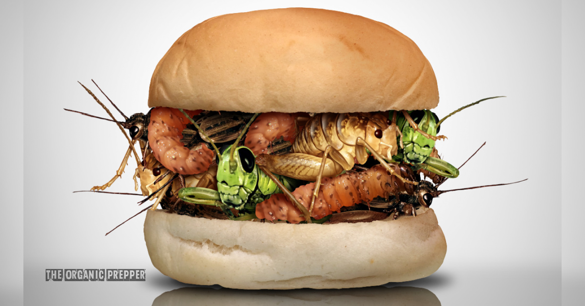 Is Eating Bugs Really About Saving the