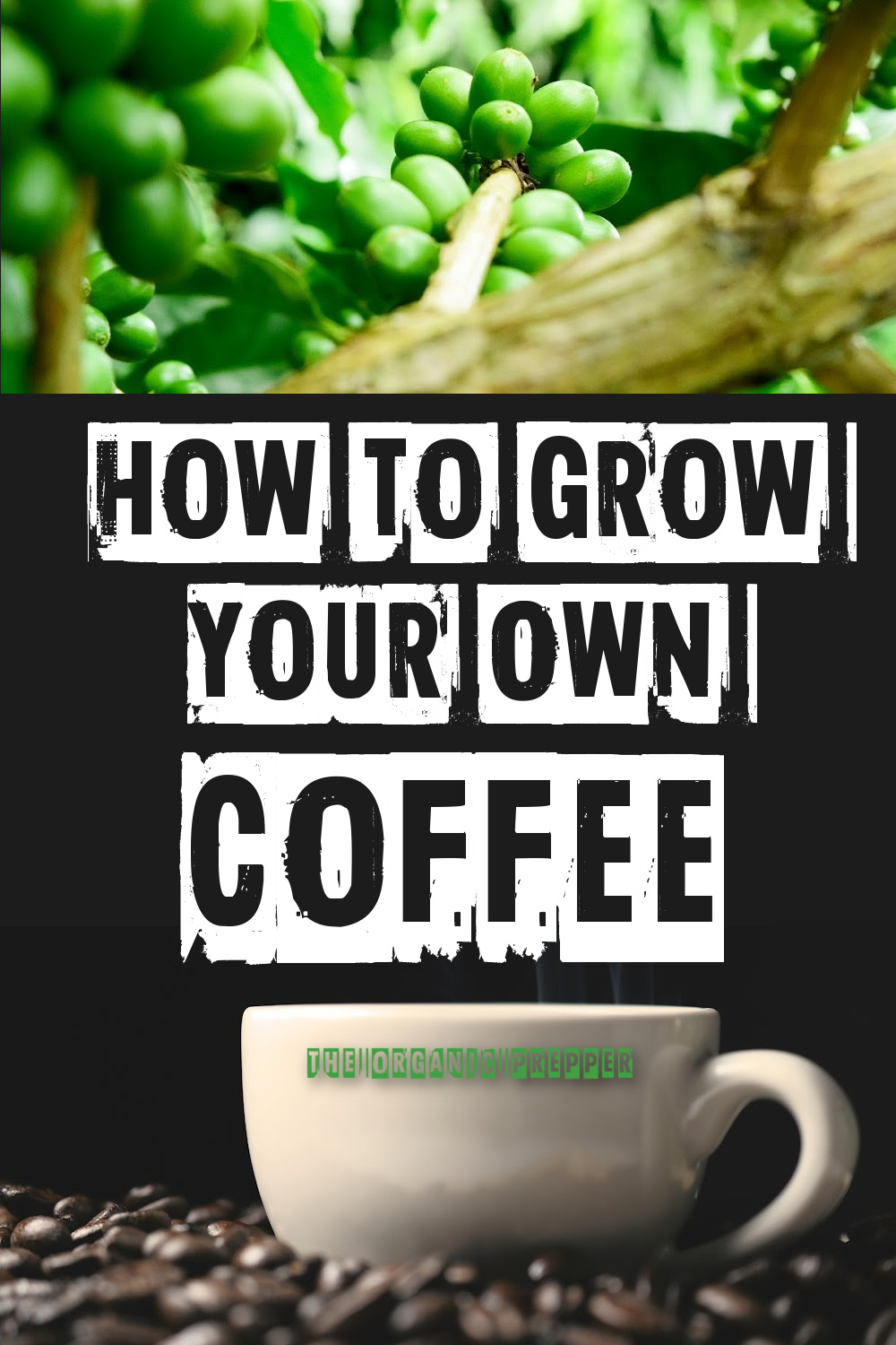 How to Grow Your Own Coffee