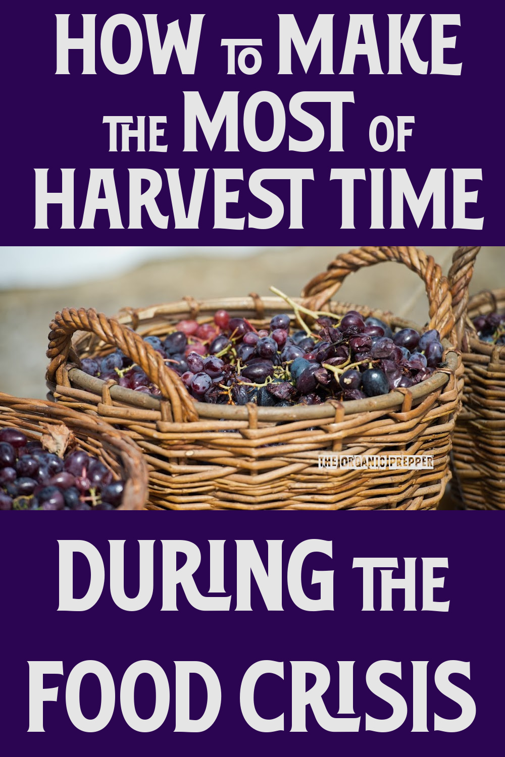 How to Make the Most of Harvest Time During the Food Crisis