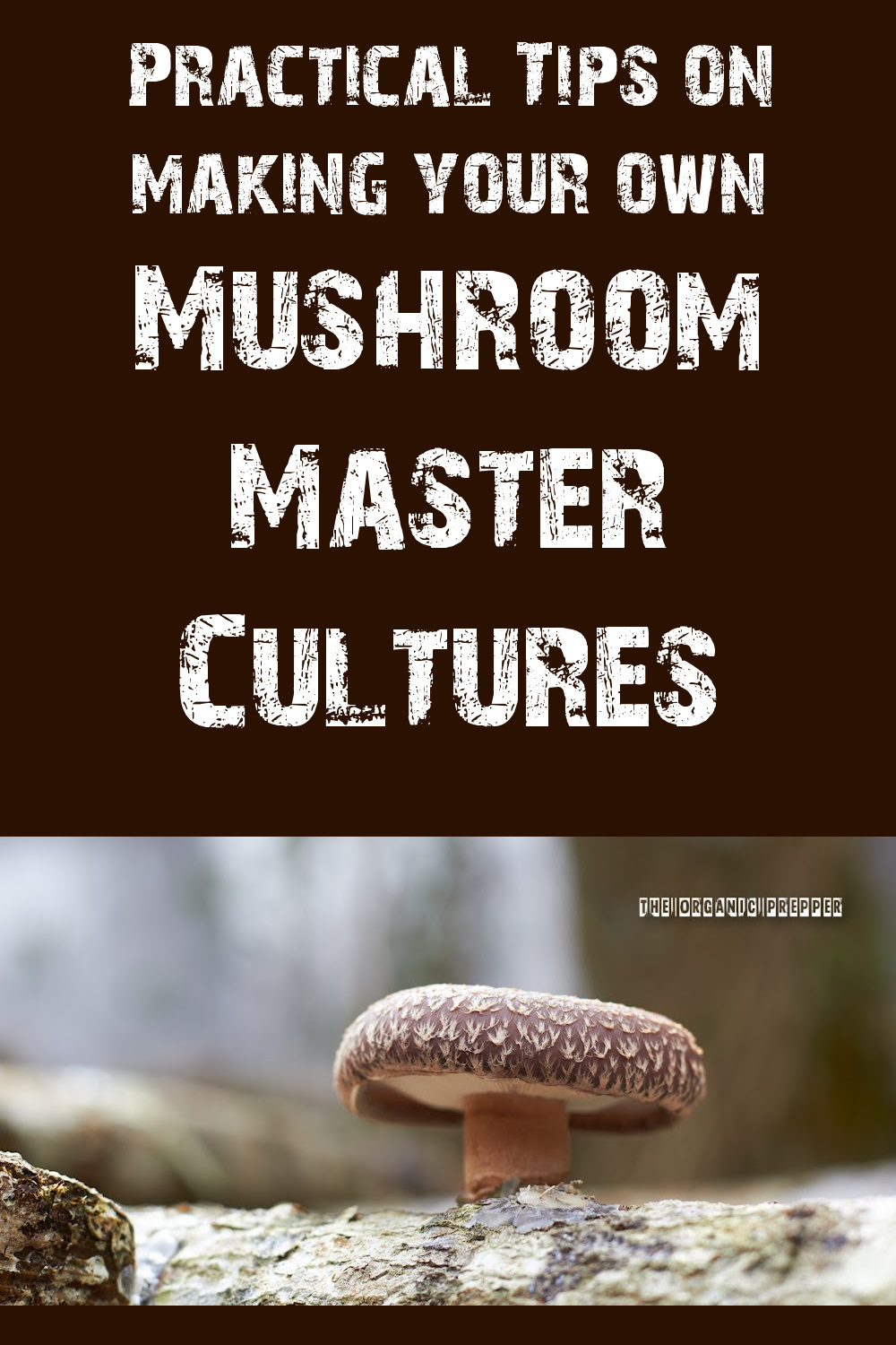Practical Tips on Making Your Own Mushroom Master Cultures