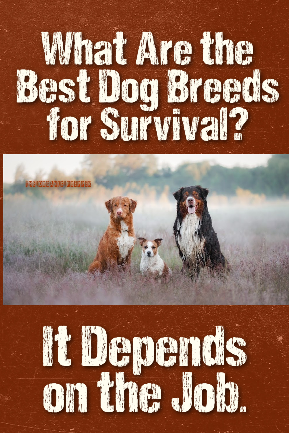 What Are the Best Dog Breeds for Survival? It Depends on the Job