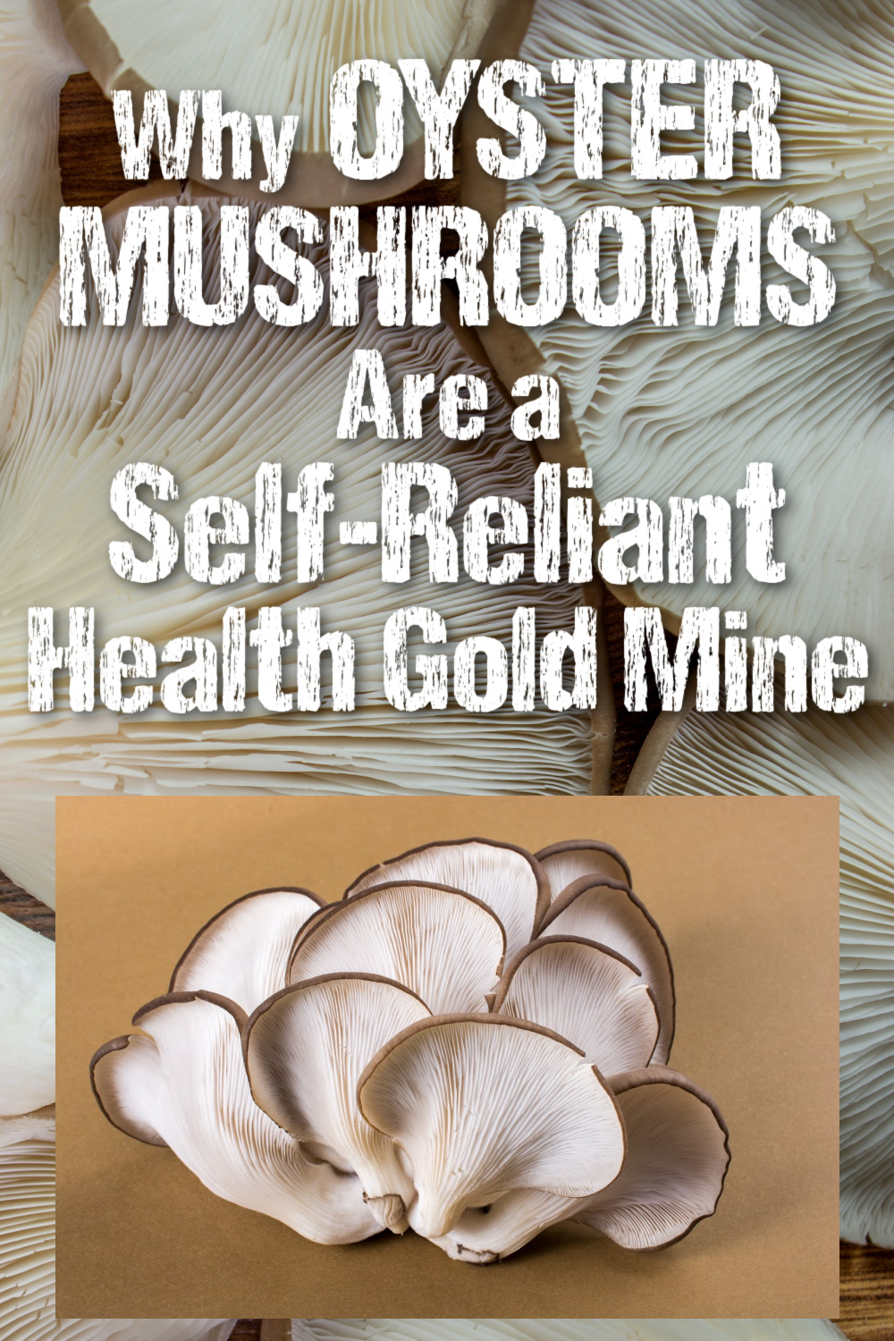 Why Oyster Mushrooms Are a Self-Reliant Health Gold Mine