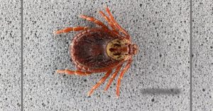 The Organic Prepper Home - The Organic Prepper