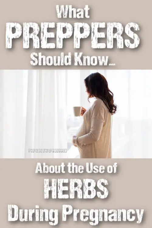 What Preppers Should Know About the Use of Herbs During Pregnancy