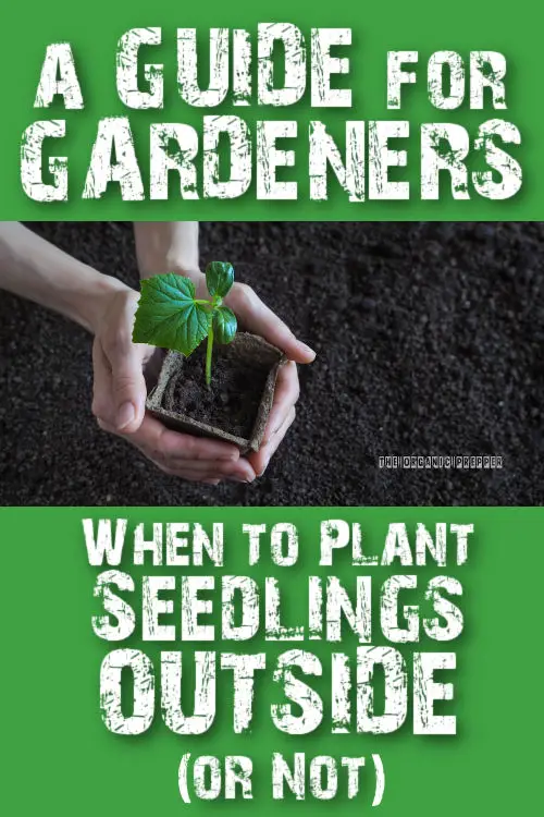 A Gardener's Guide: When to Plant Seedlings Outside (or Not)