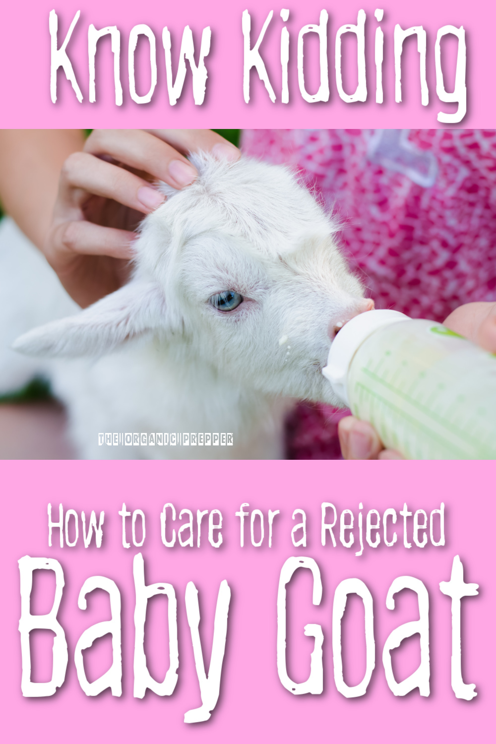 Know Kidding: How to Care for a Rejected Baby Goat