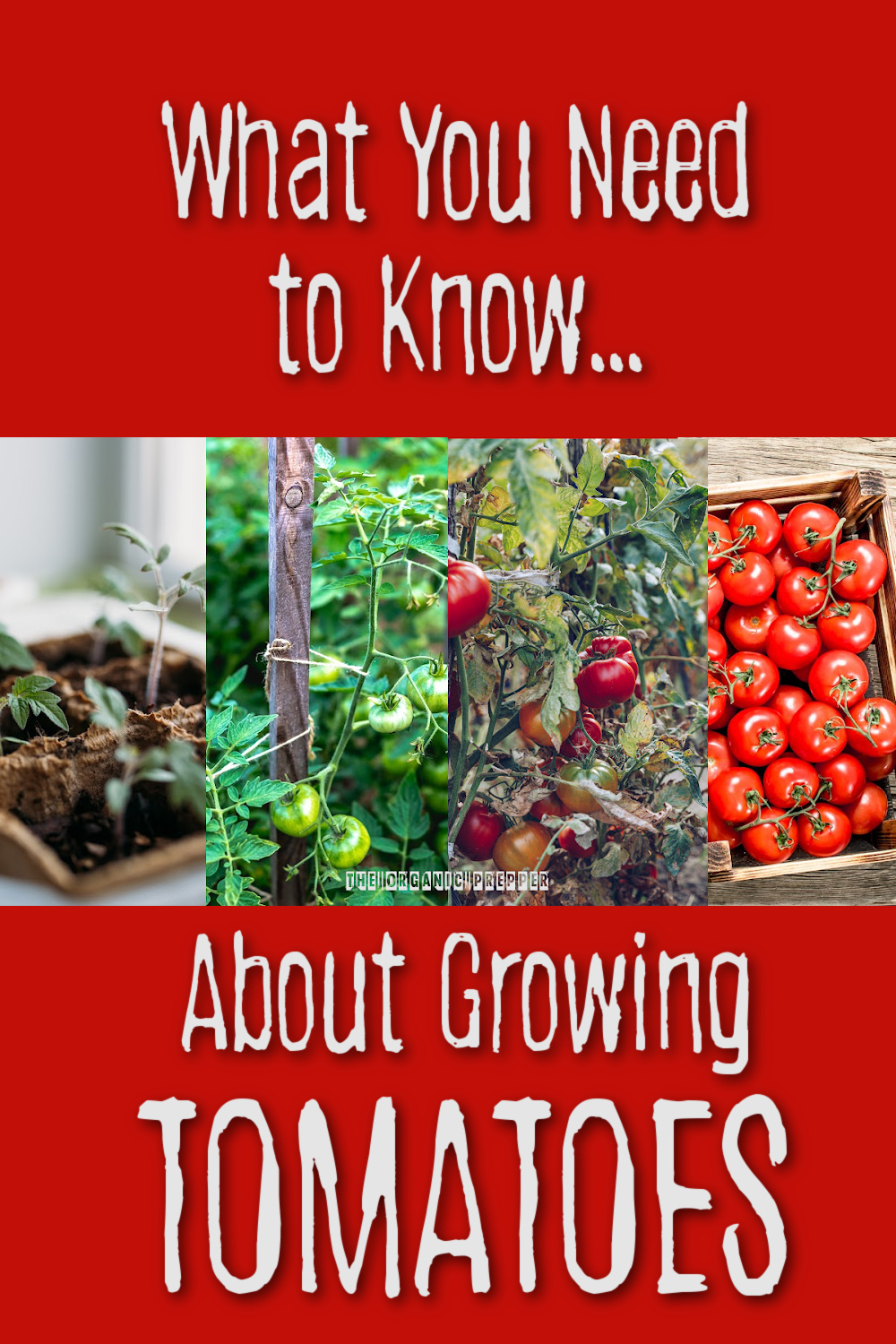 What You Need to Know About Growing Tomatoes