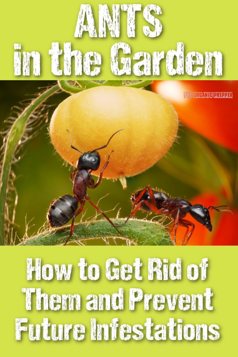 Ants in the Garden How to Get Rid of Them and Prevent Them