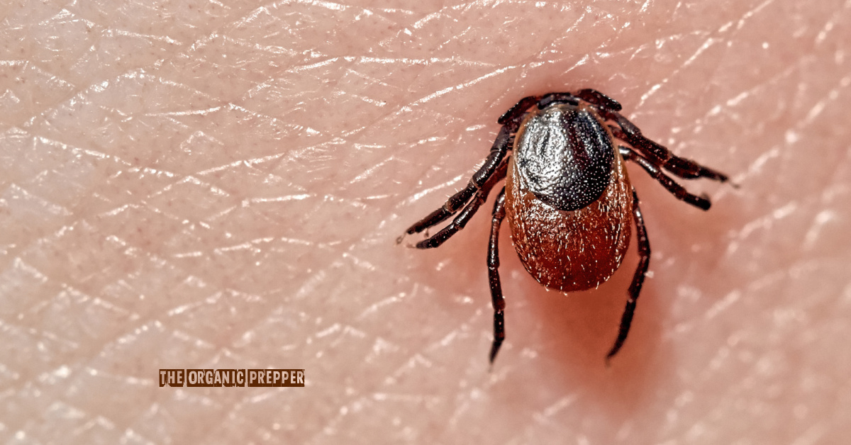 Red Meat Allergies from Tick Bites Are on the Rise
