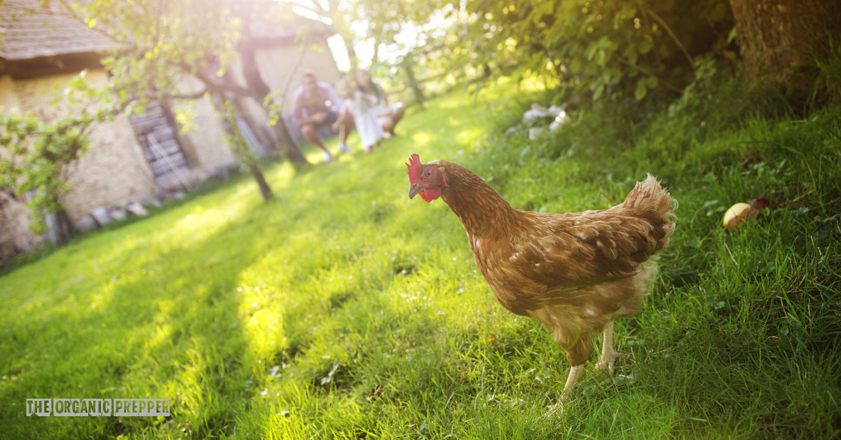 What If You Can’t Rely on Processed Feed for Raising Poultry?