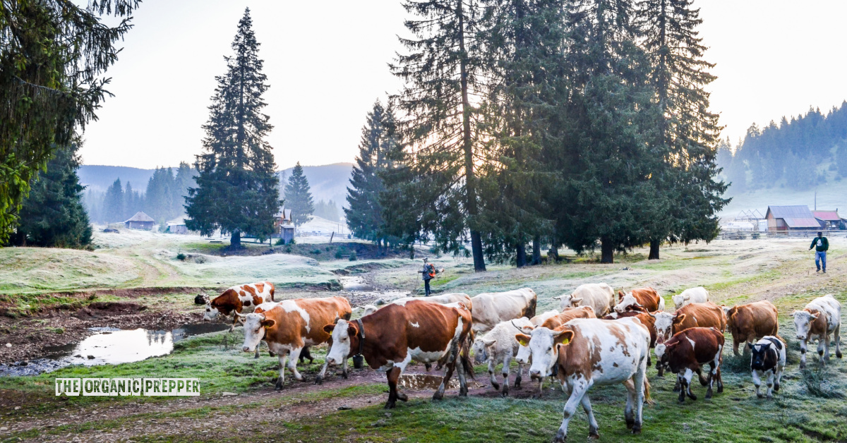 Dear Diary, It’s Me, Jessica: Chapter 19  (Book 2)