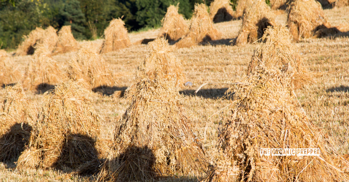 Harvest Tales from an Old Timer: Lessons from America’s Past (PART TWO)