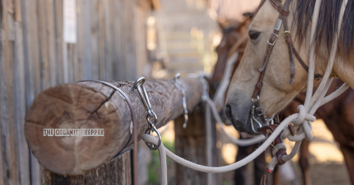 Dear Diary: It’s Me, Jessica: Chapter 1 (Book 3)