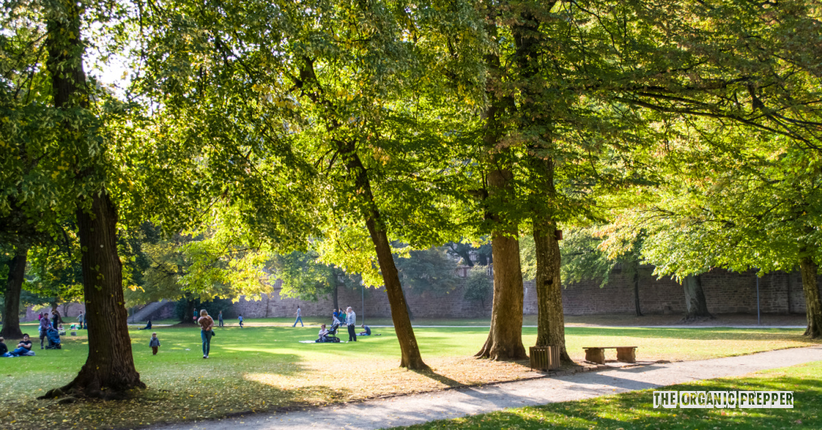 40+ Free and Frugal Things to Do at the Public Park